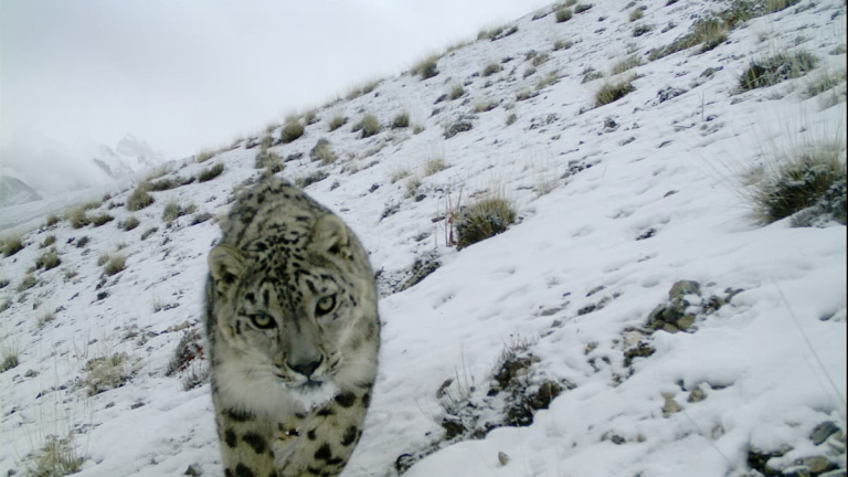 حيوانات نادرة