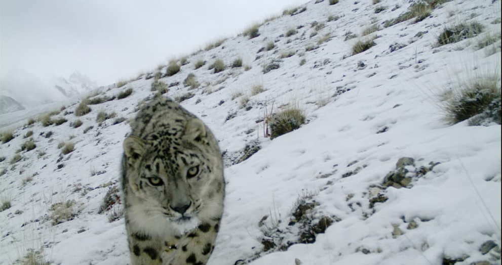 حيوانات نادرة