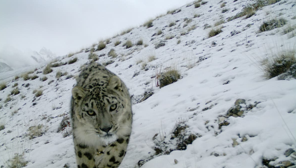 حيوانات نادرة