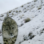 أفضل صورة لظاهرة طبيعية نادرة