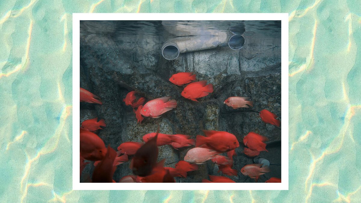 الوهم الأنثروبوسيني